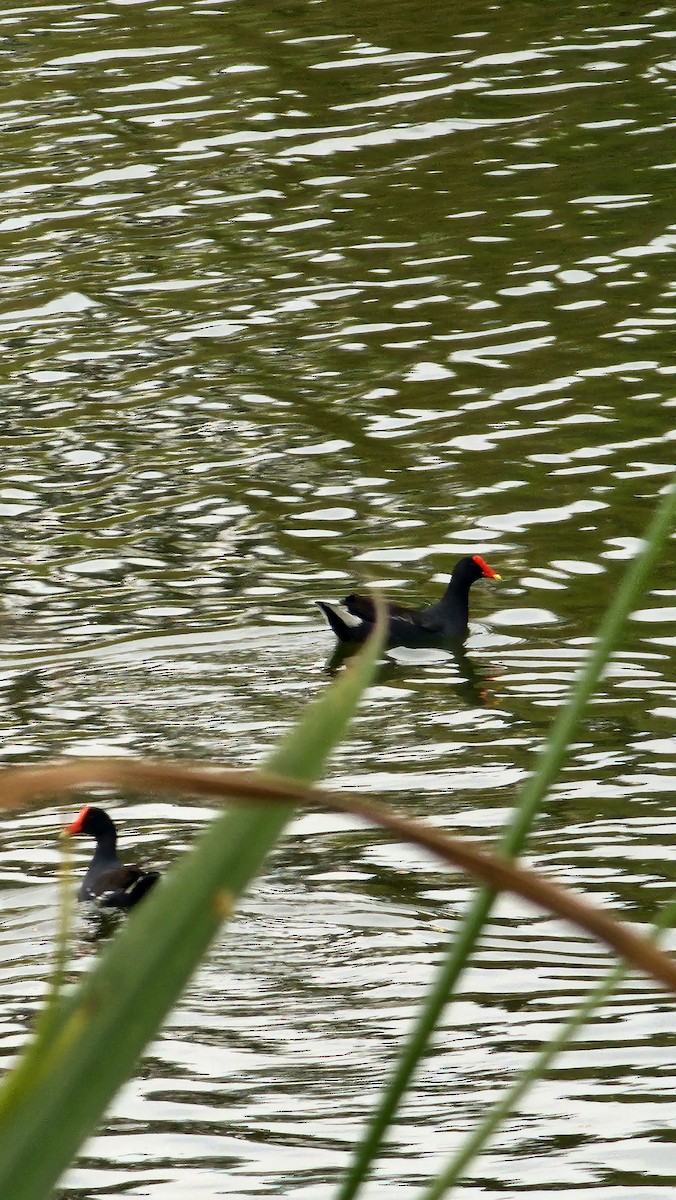 amerikasivhøne - ML644652065