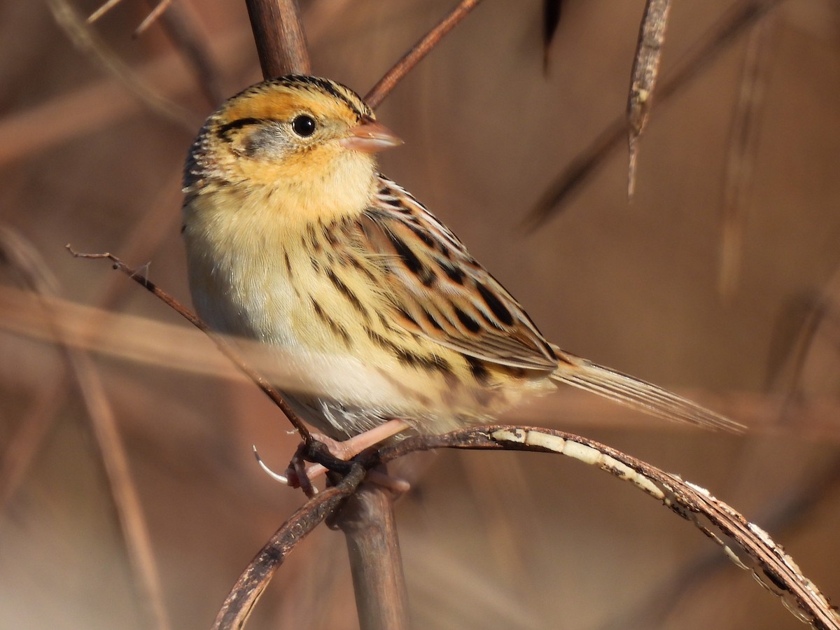 LeConte's Sparrow - ML644652067