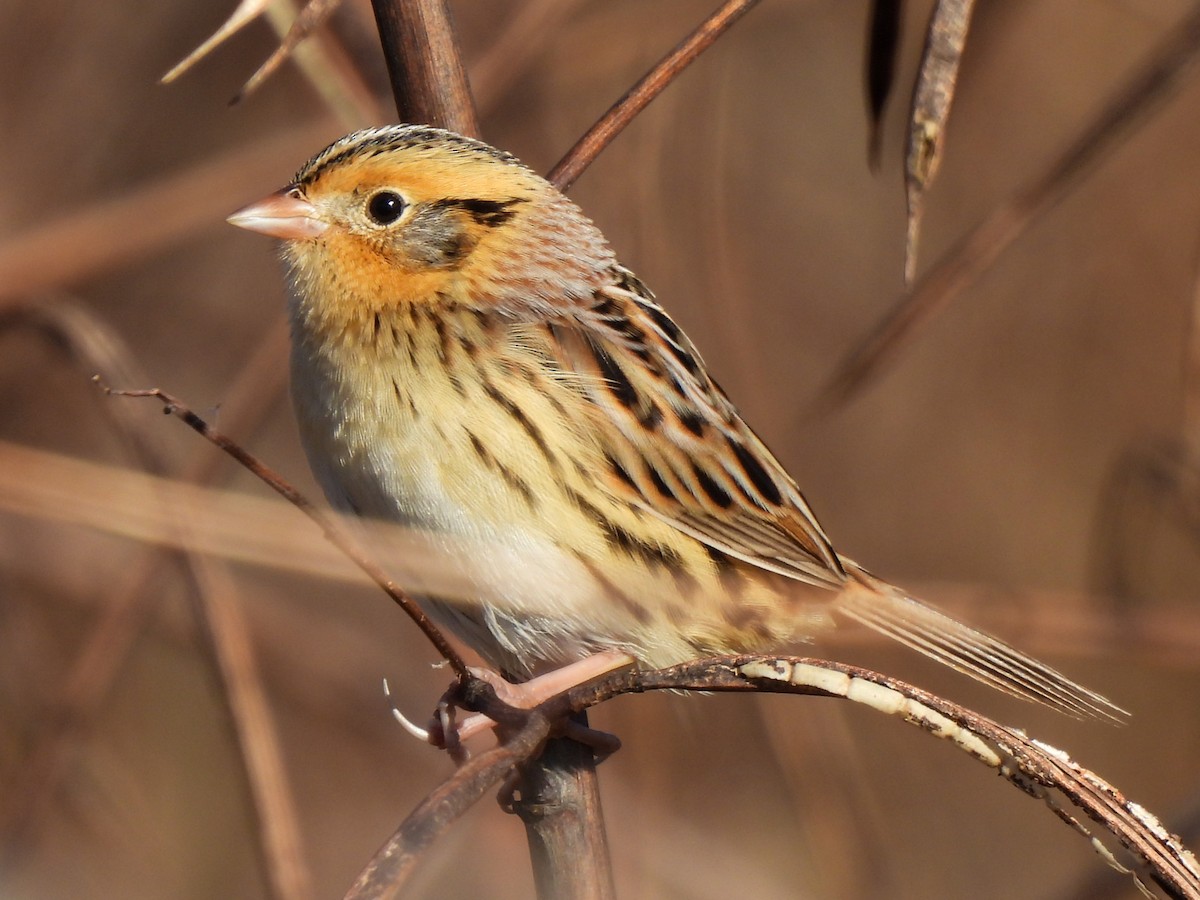 LeConte's Sparrow - ML644652068