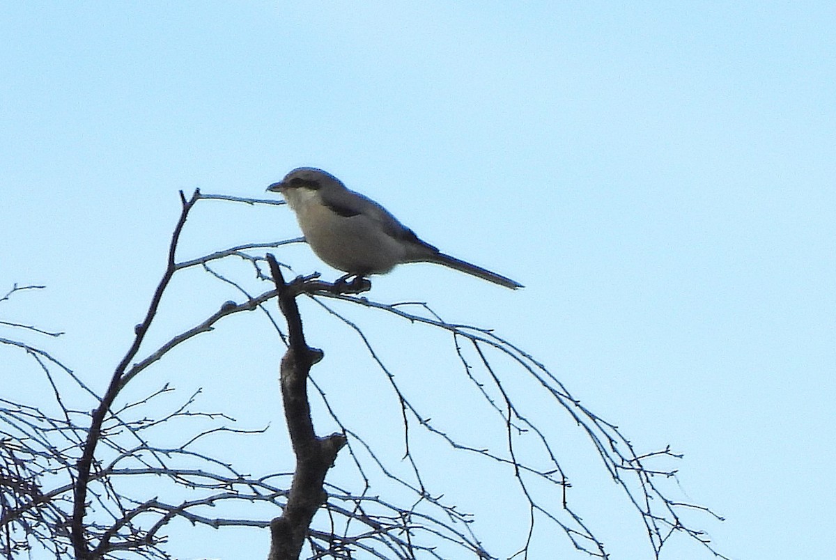 Great Gray Shrike - ML644652070