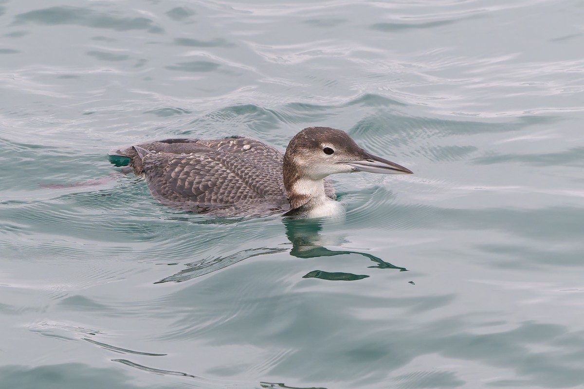 Common Loon - ML644652073