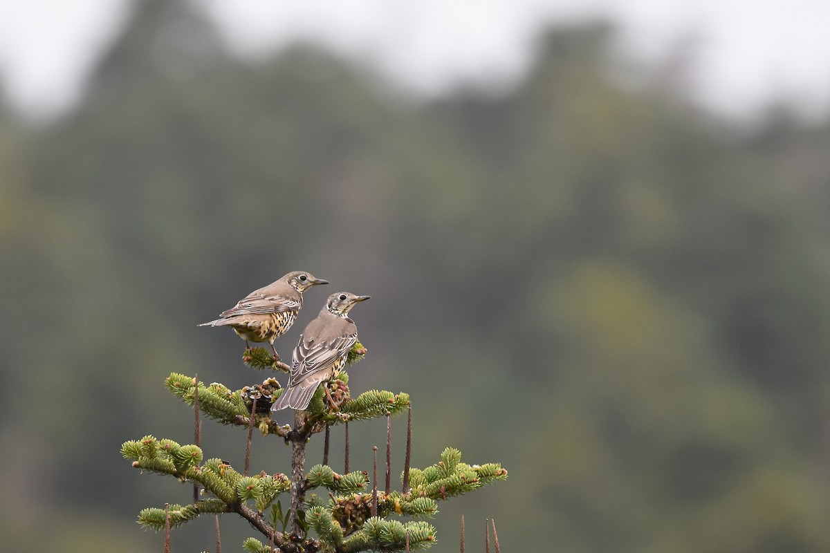 槲鶇 - ML644652079