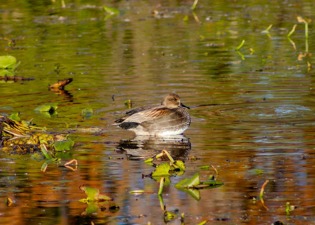 Gadwall - ML644652081