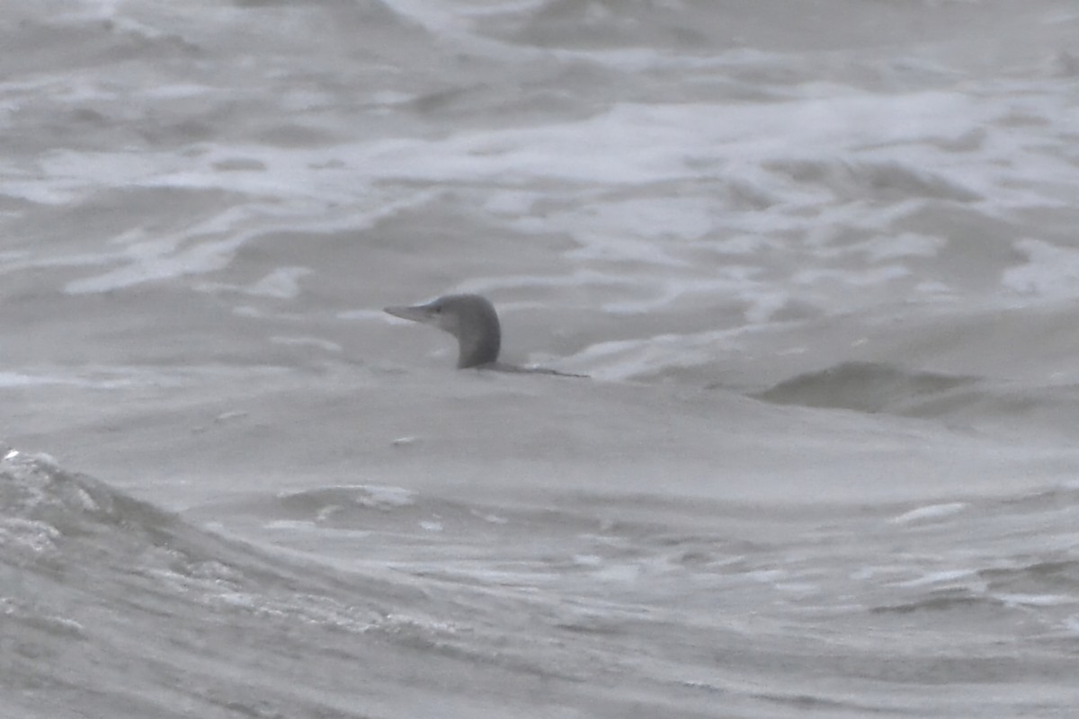 Common Loon - ML644652082