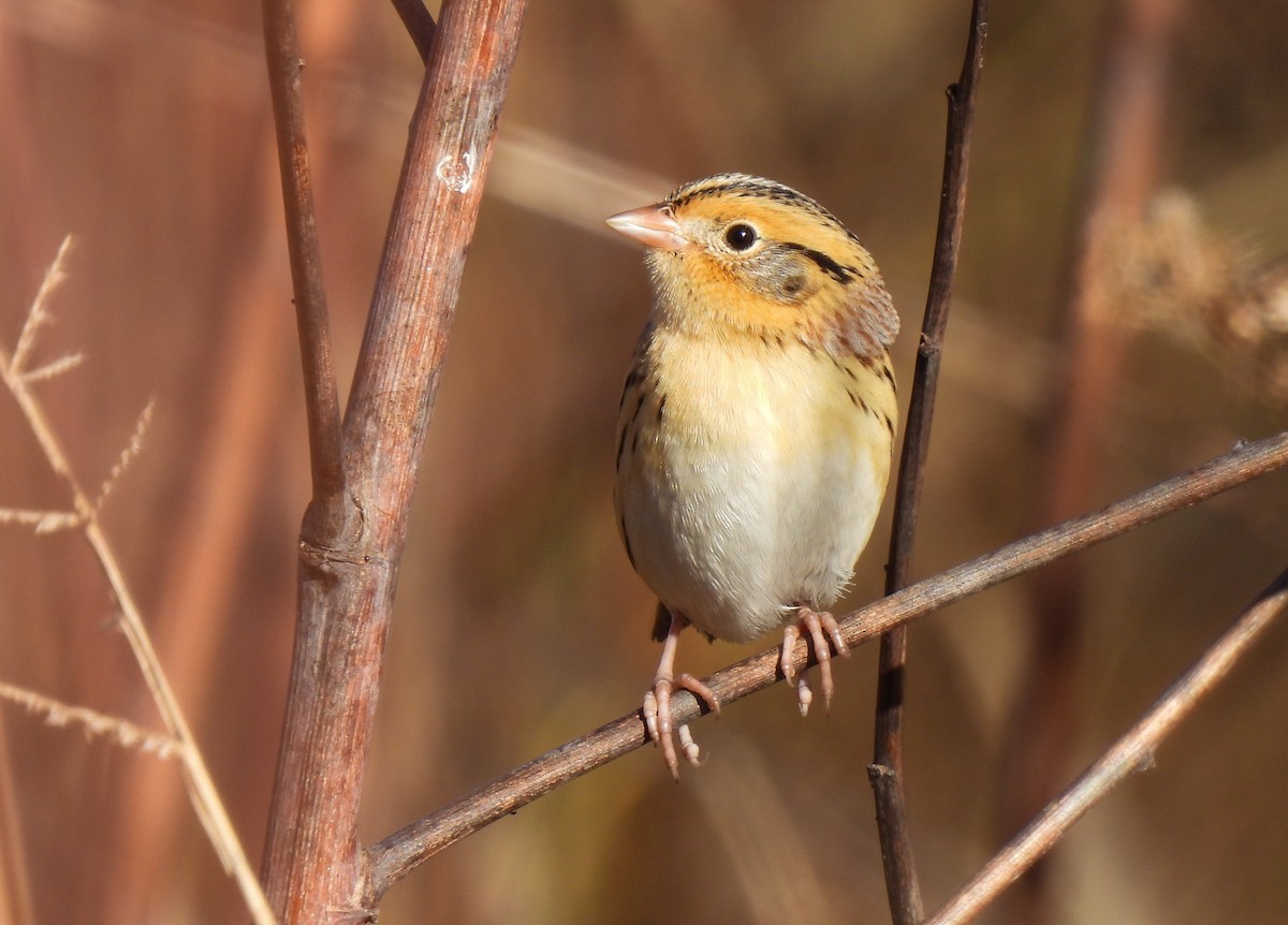 LeConte's Sparrow - ML644652083