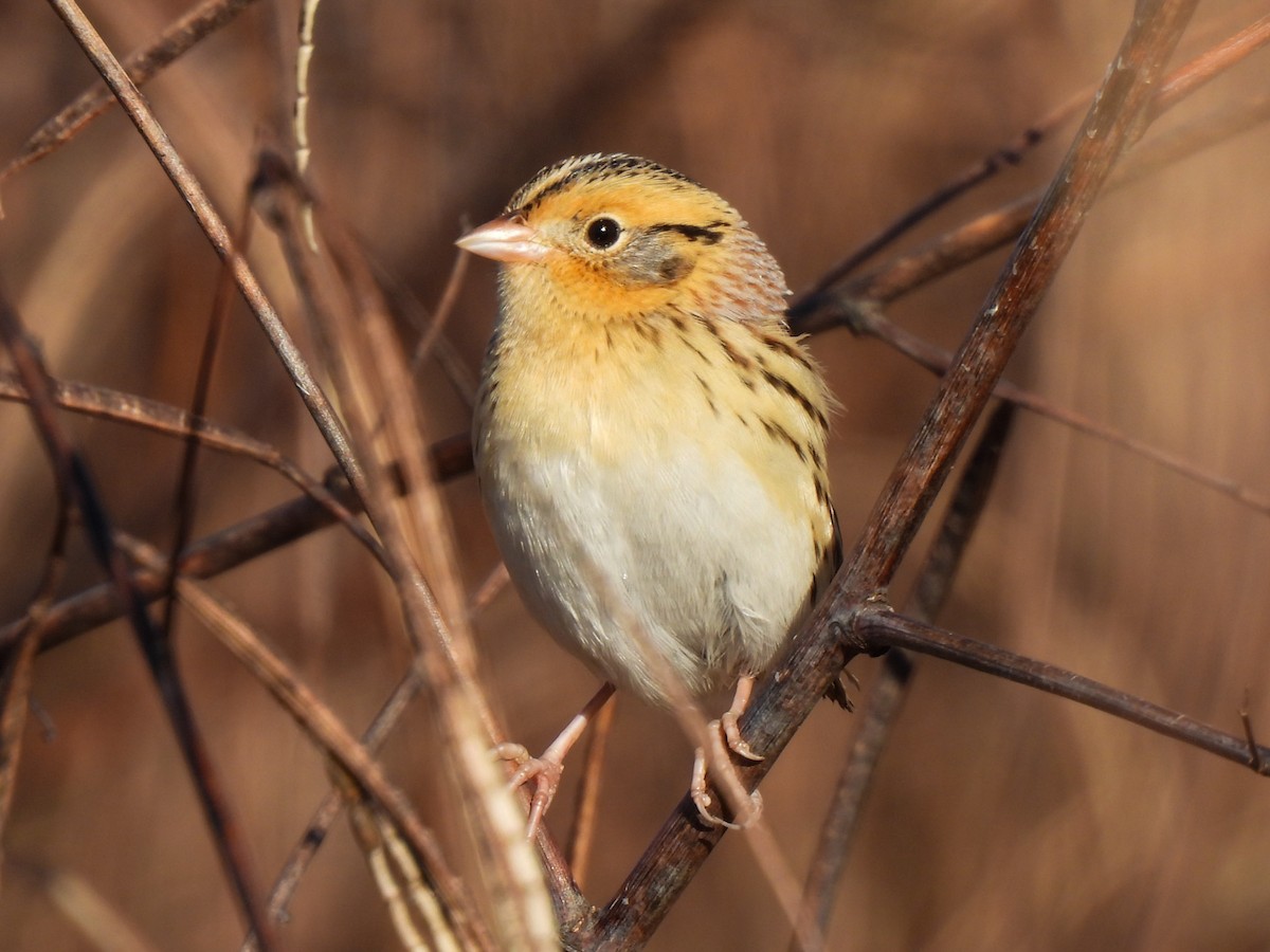 LeConte's Sparrow - ML644652084