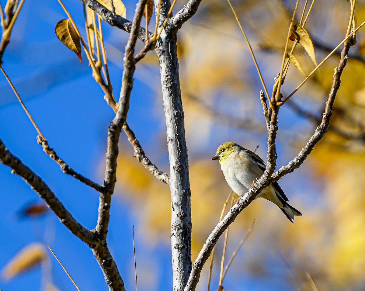 čížek žlutý - ML644652085