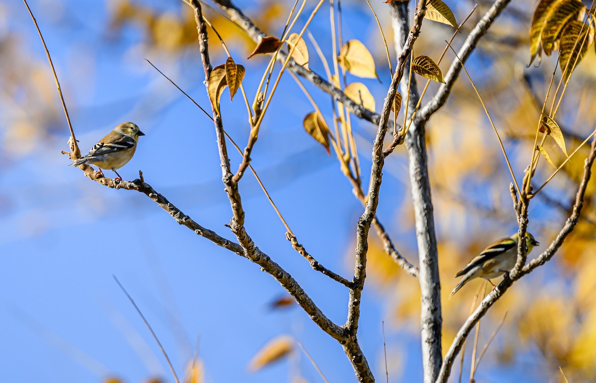 čížek žlutý - ML644652086