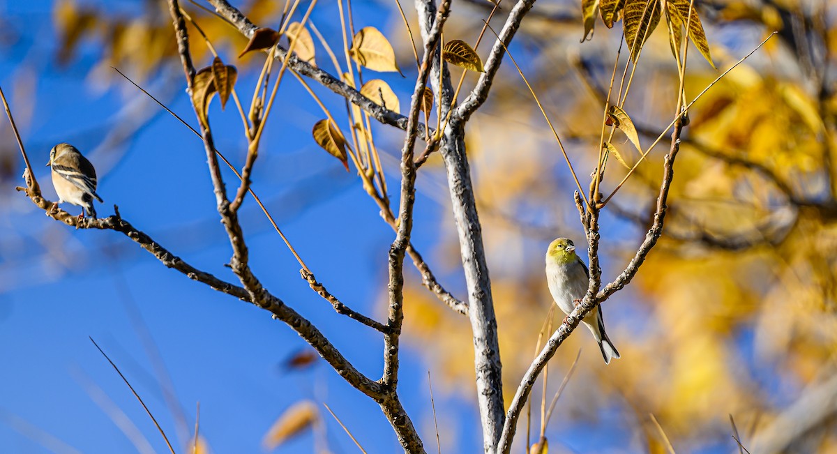 čížek žlutý - ML644652087