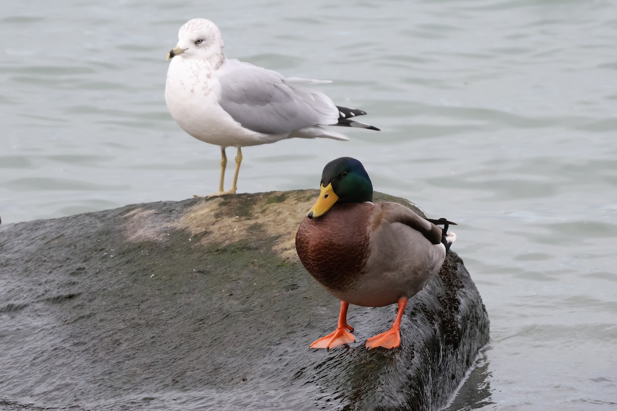 Mallard - ML644652093