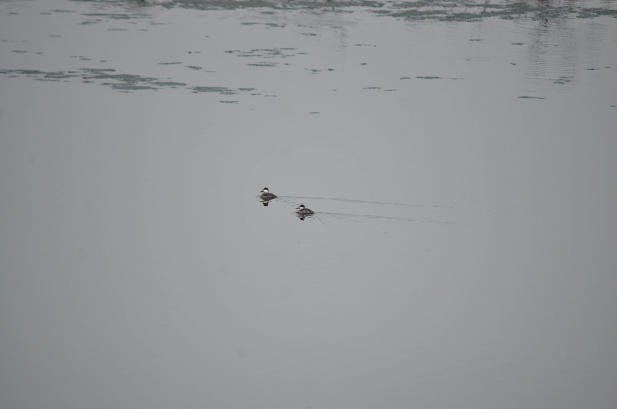 Ruddy Duck - ML644652096