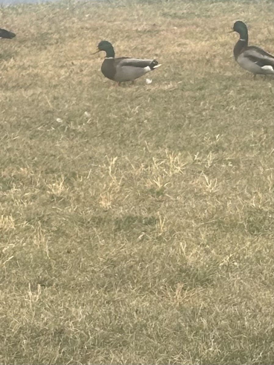 Basahatea - ML644652098