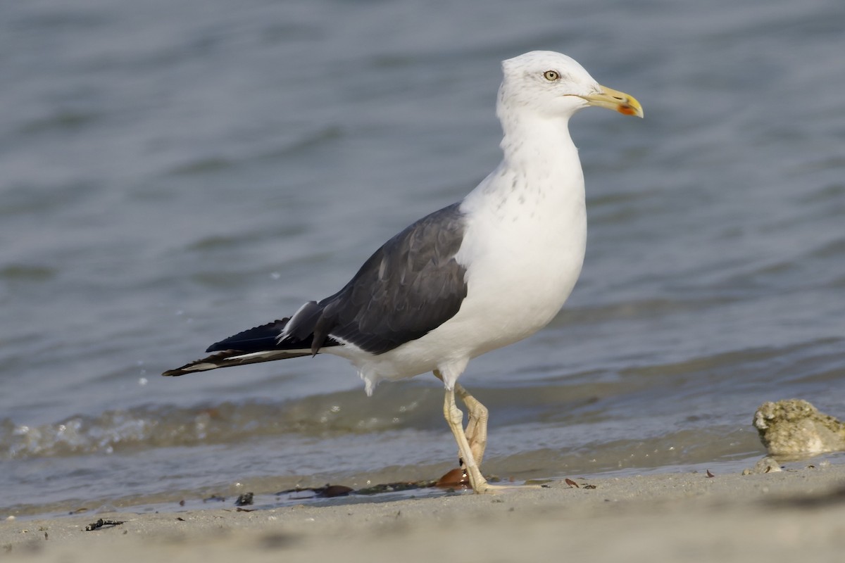 Gaviota Sombría (de Heuglin) - ML644652101