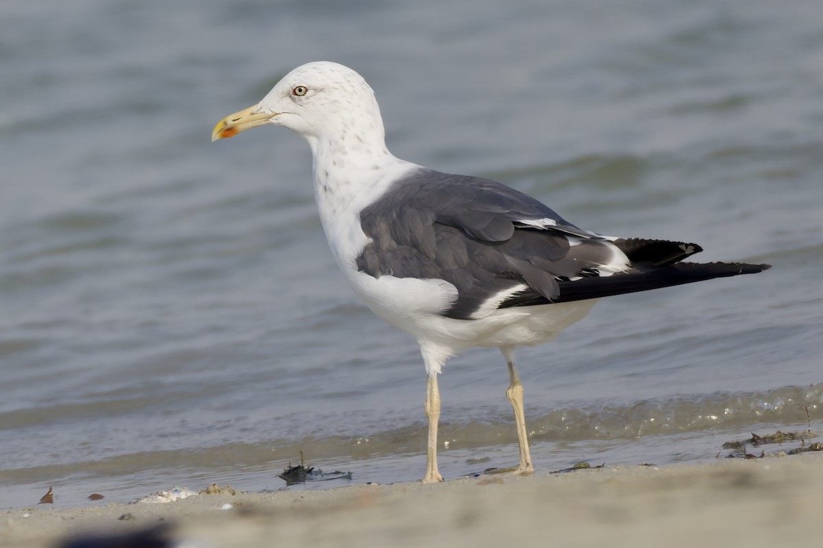 Gaviota Sombría (de Heuglin) - ML644652102