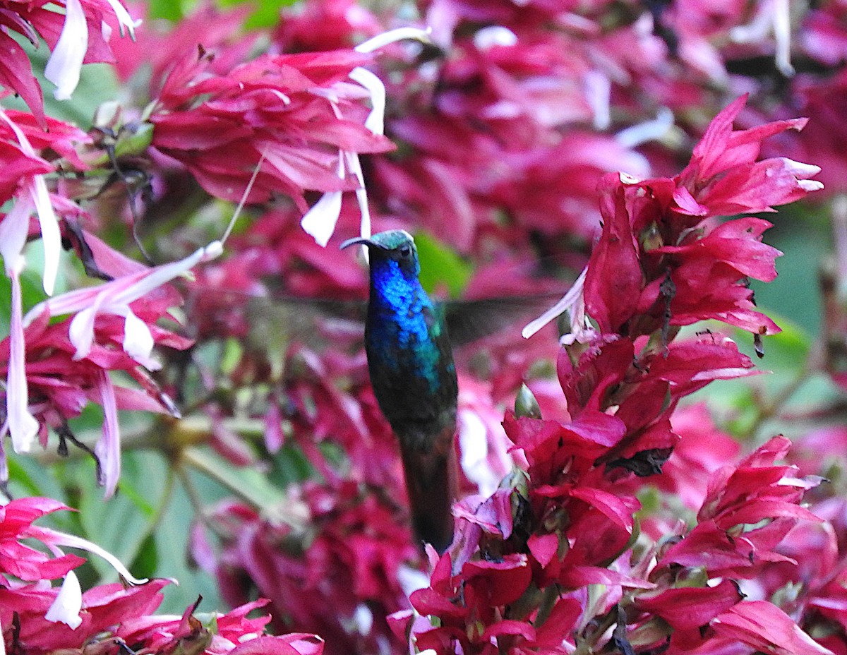 Lazuline Sabrewing - ML644652103