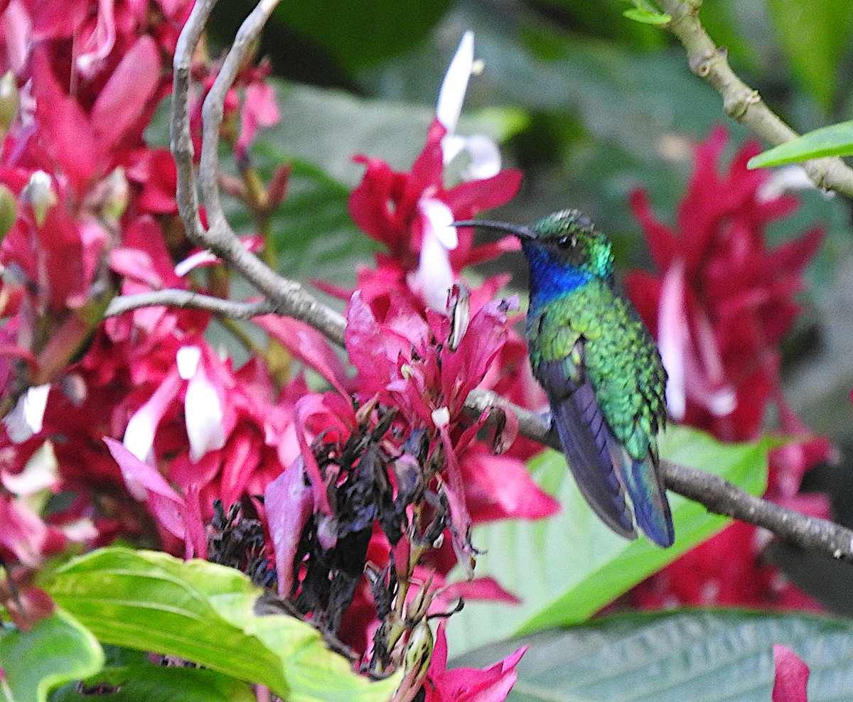 Lazuline Sabrewing - ML644652106