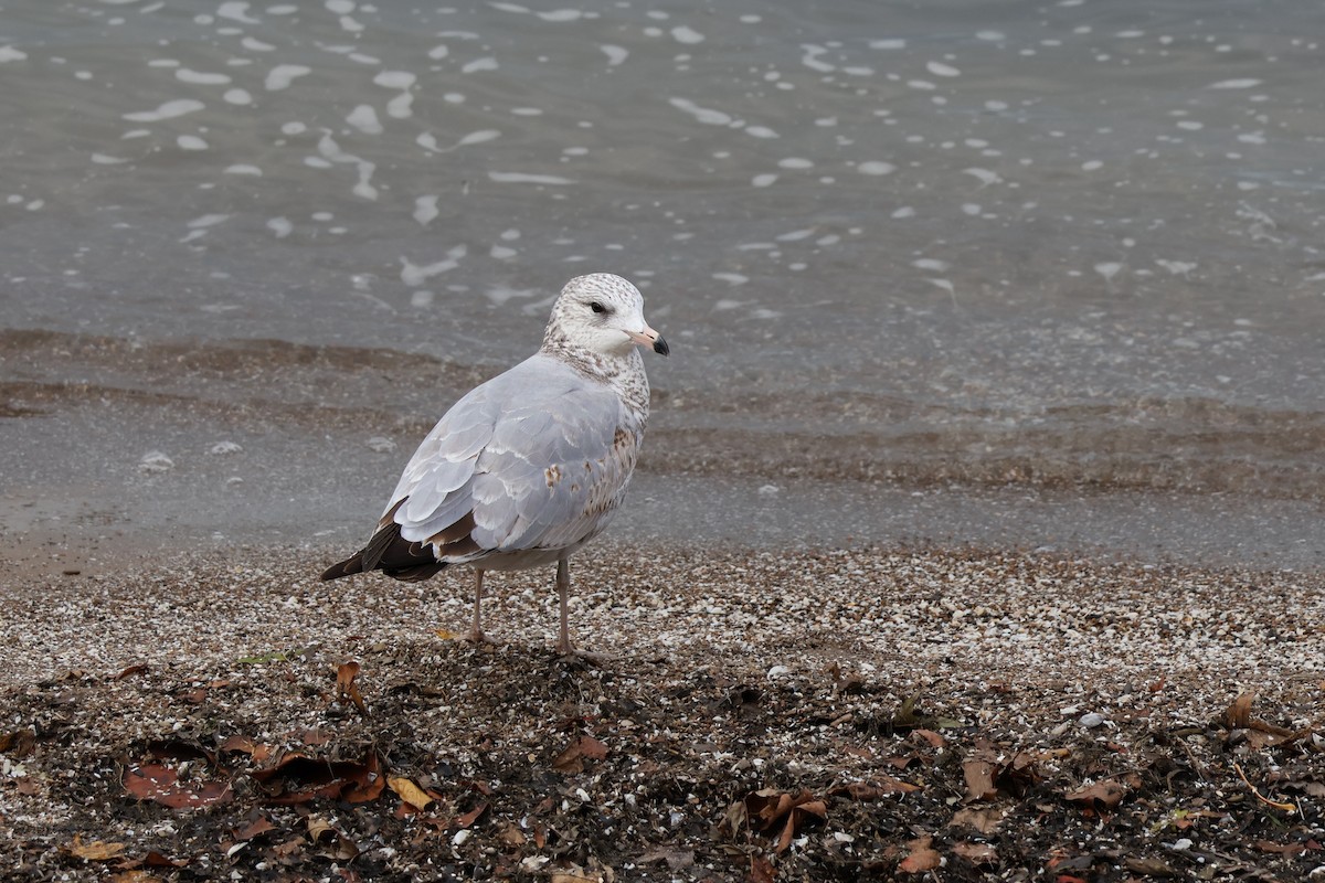 Ring-billed Gull - ML644652107