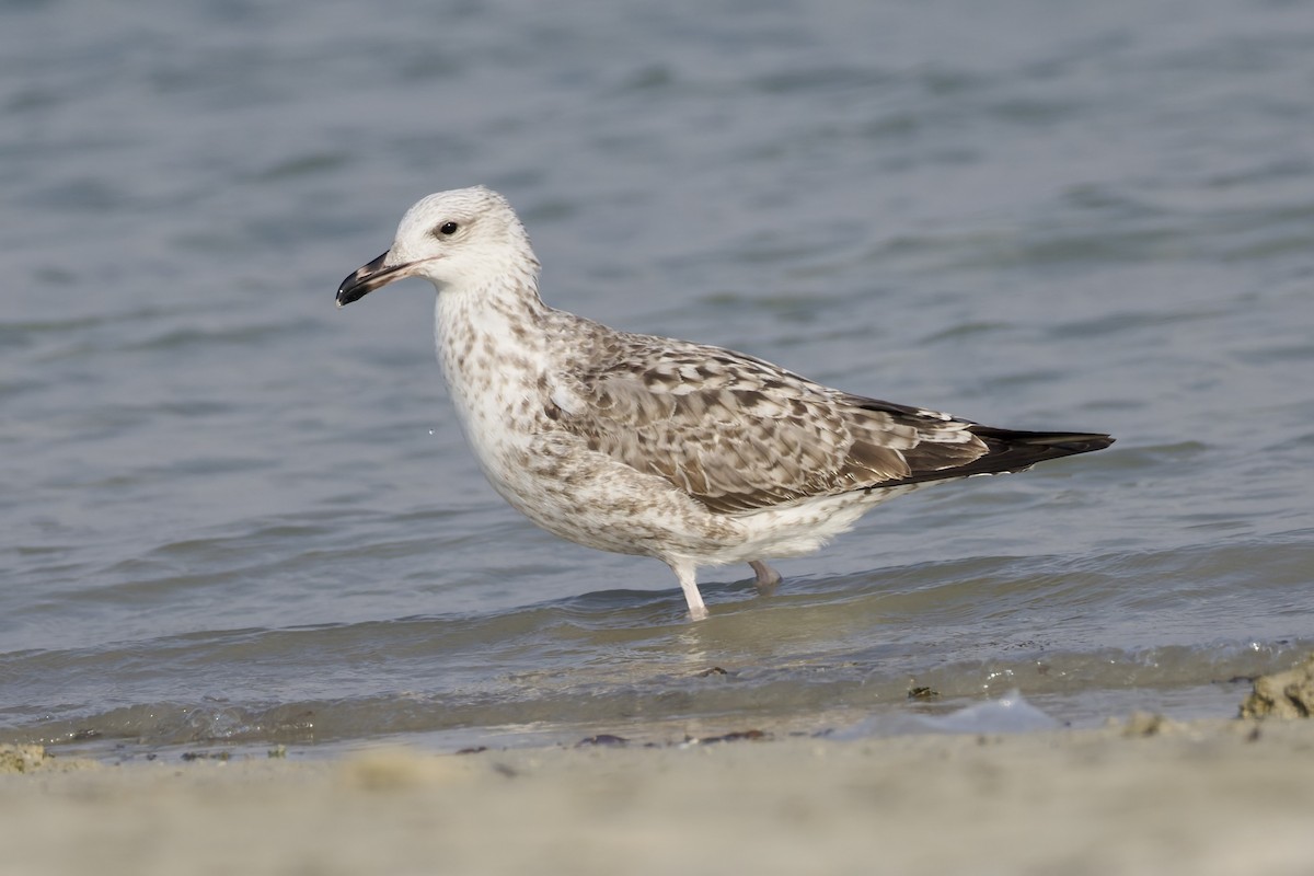 Gaviota Sombría - ML644652108