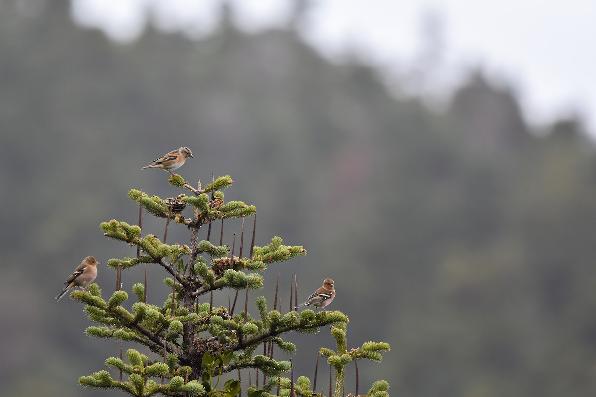 Brambling - ML644652109