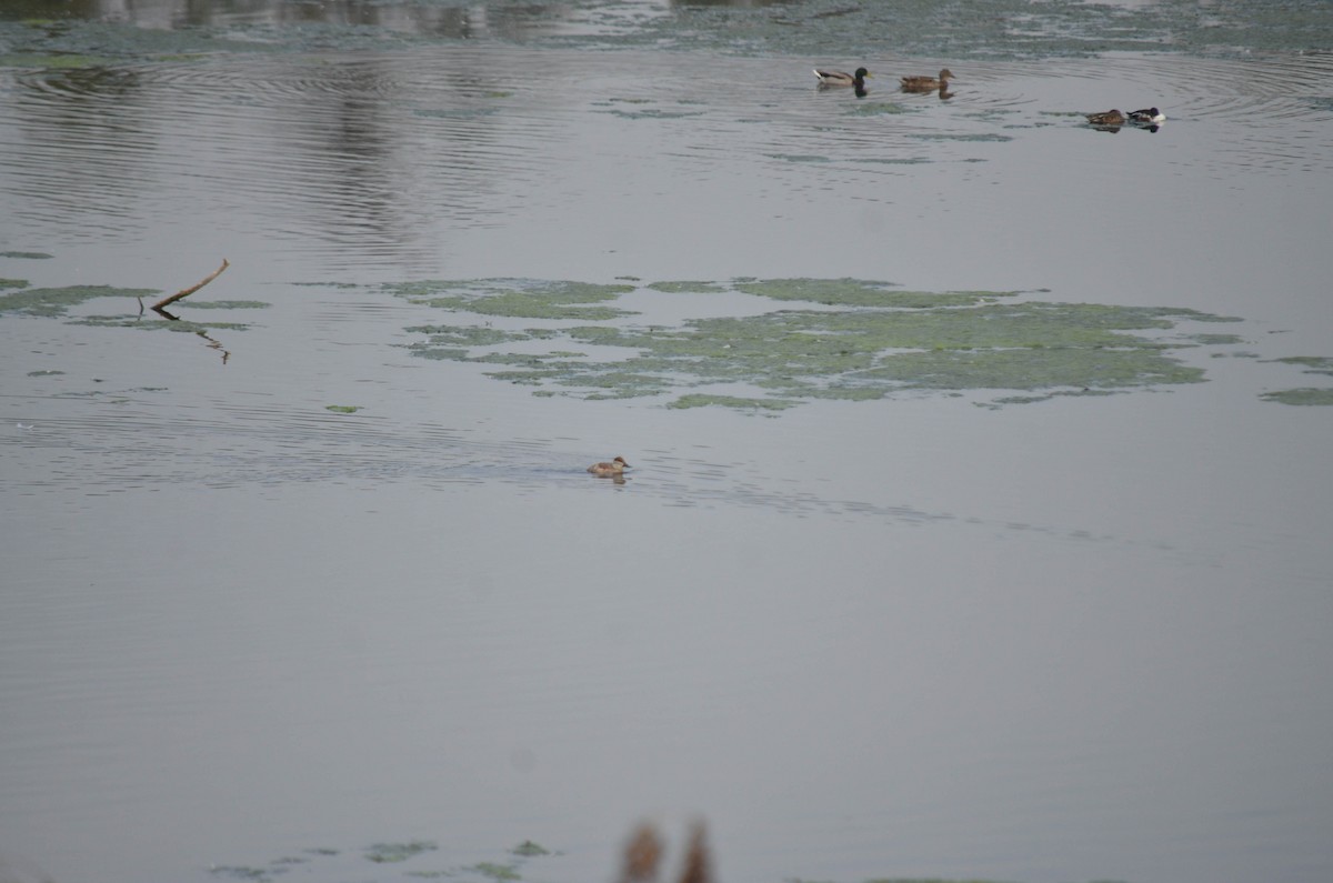 Ruddy Duck - ML644652110