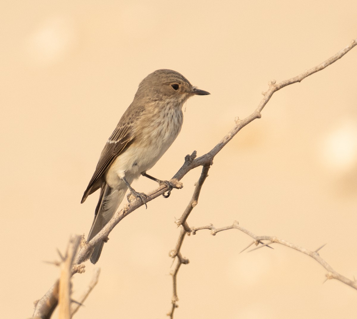 Бөртөт намнаахай - ML644652113