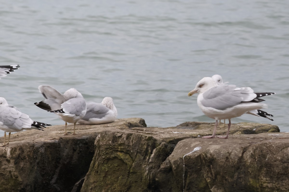 American Herring Gull - ML644652114