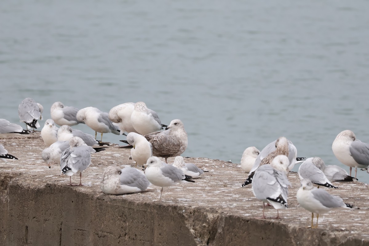 American Herring Gull - ML644652115