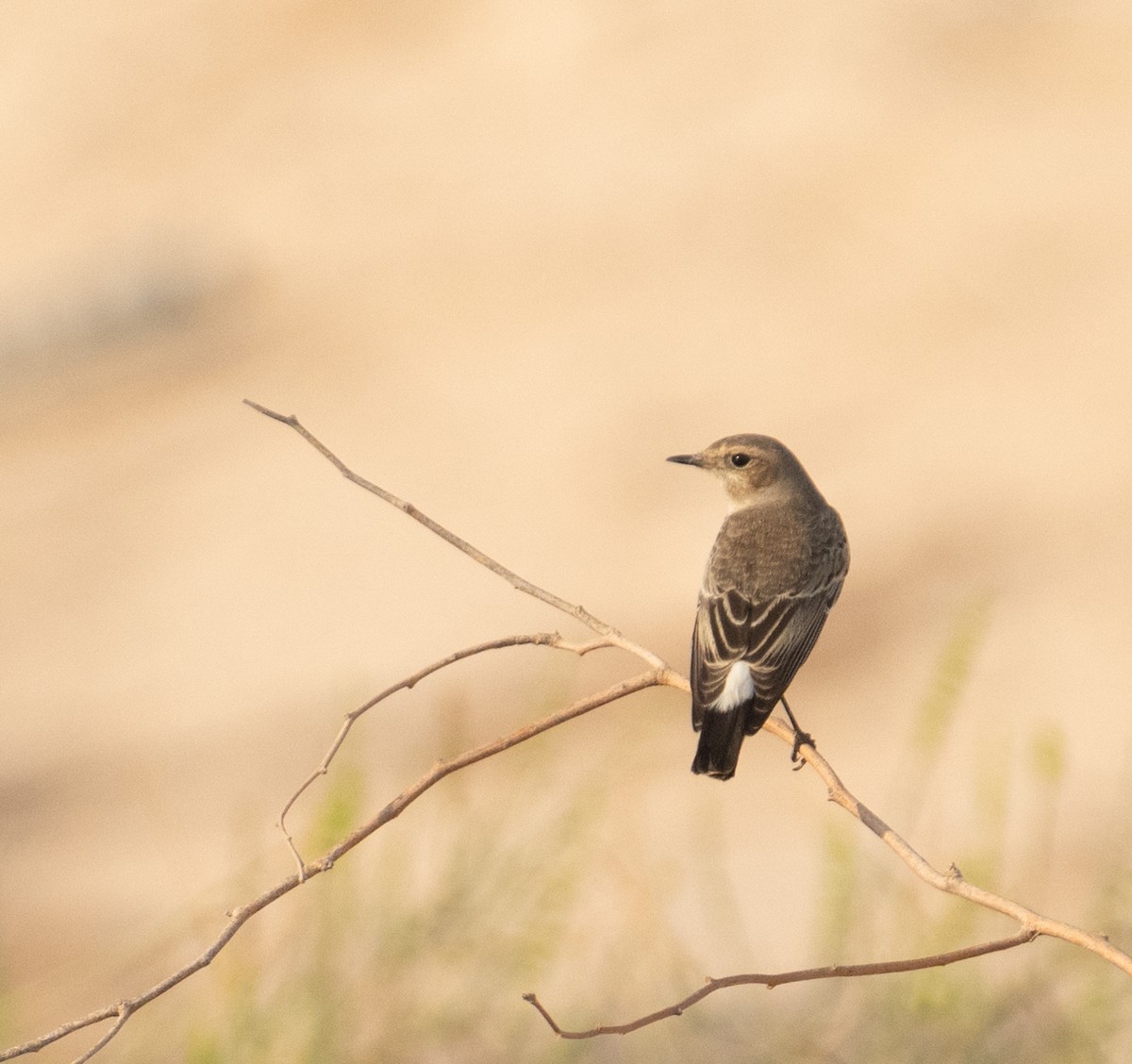 Monachella dorsonero - ML644652116