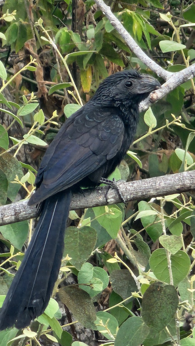 Groove-billed Ani - ML644652117