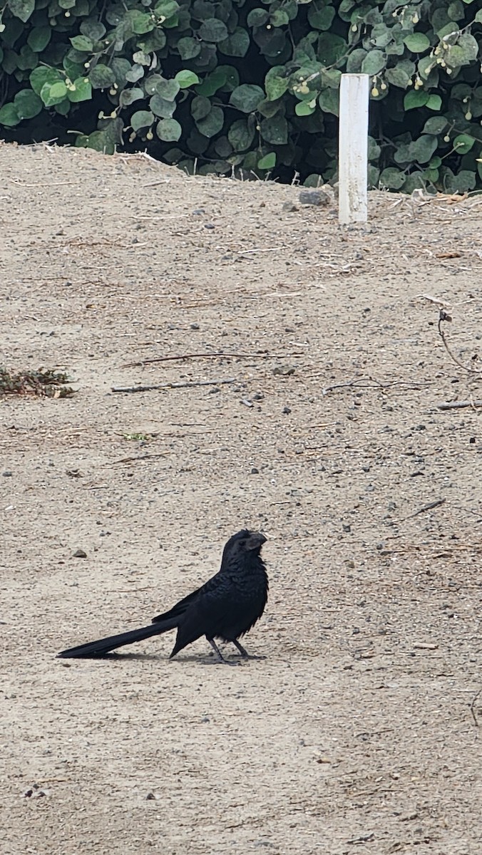 Groove-billed Ani - ML644652118