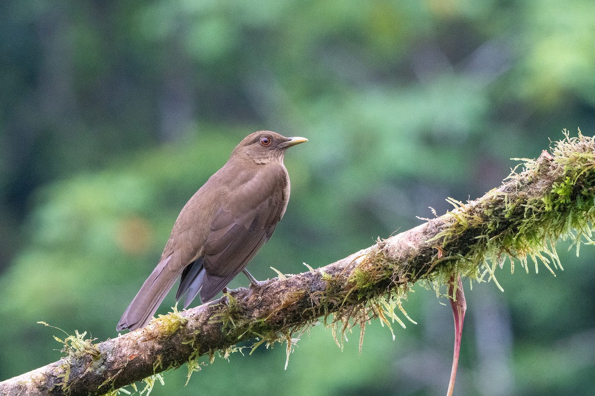 Merle fauve - ML644652120