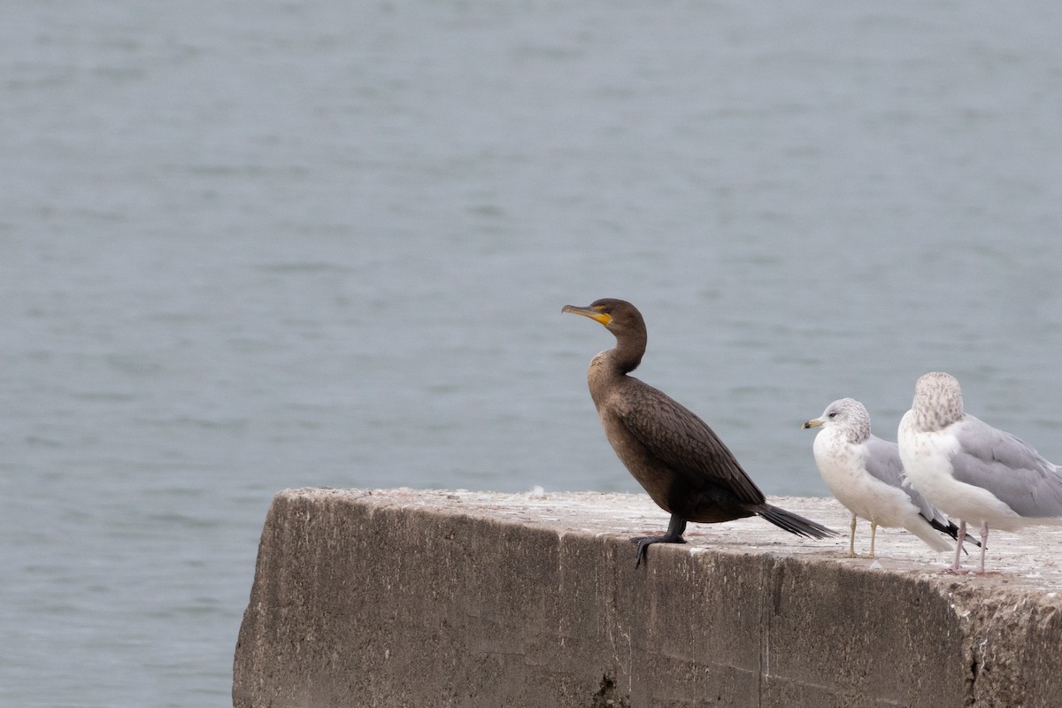 Cormoran à aigrettes - ML644652122