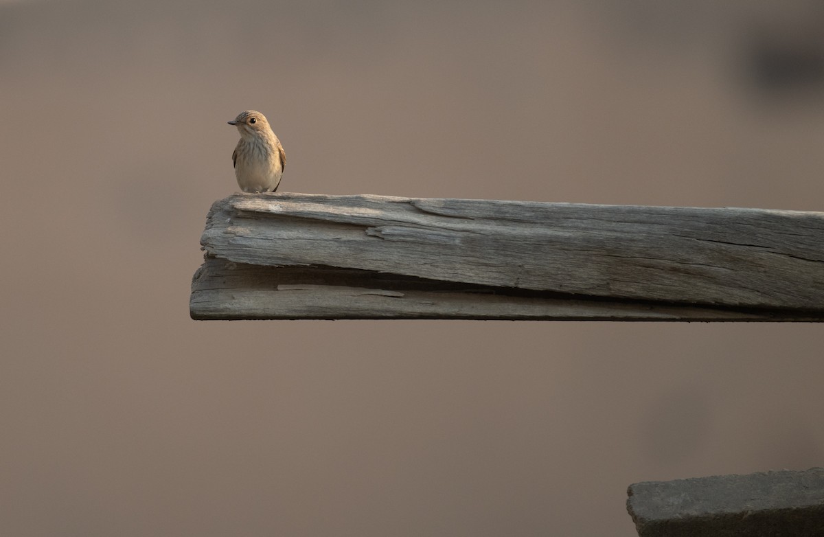 Бөртөт намнаахай - ML644652124