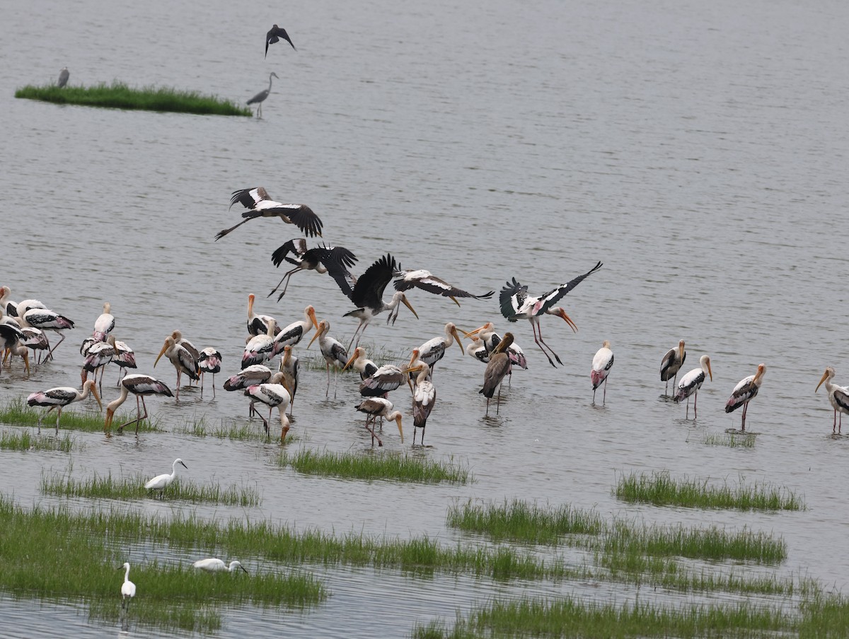 Tantalo indiarra - ML644652125