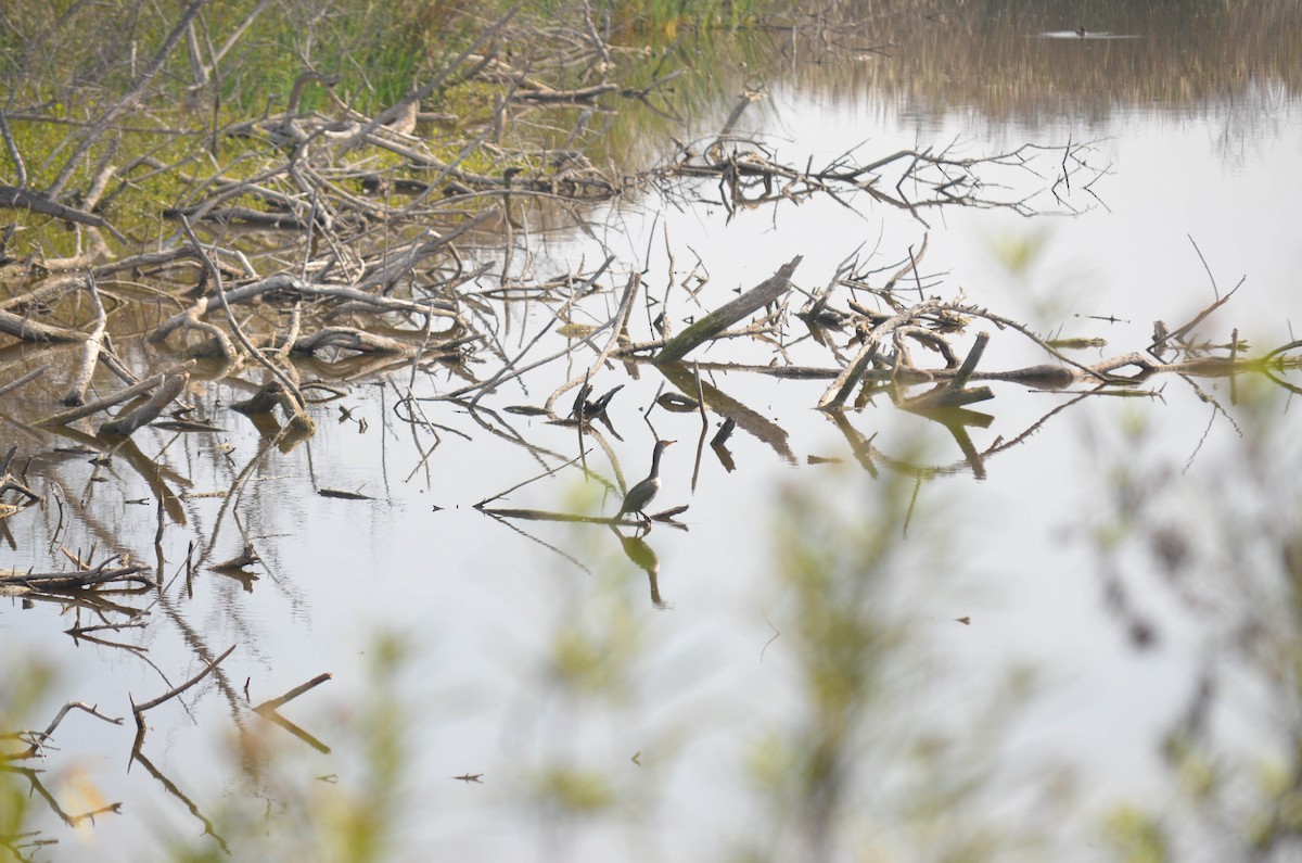 Cormoran à aigrettes - ML644652134