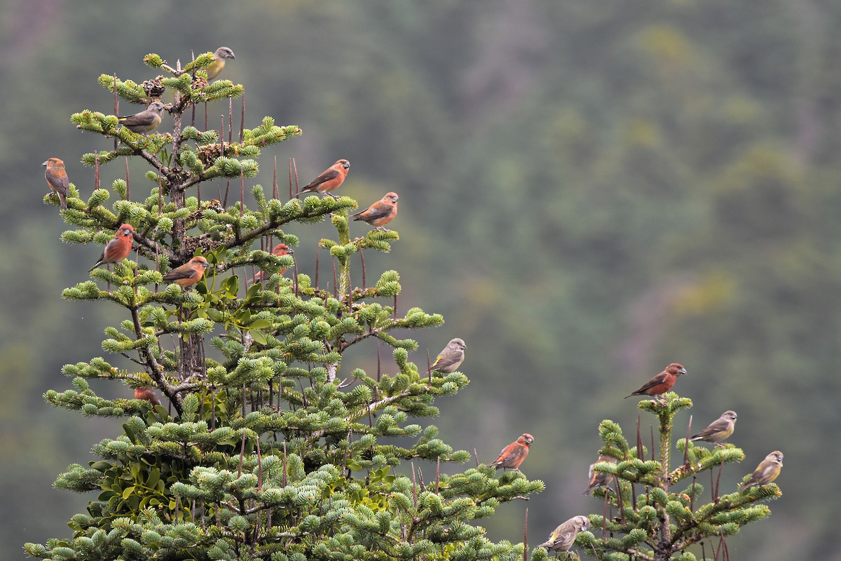 Red Crossbill - ML644652135