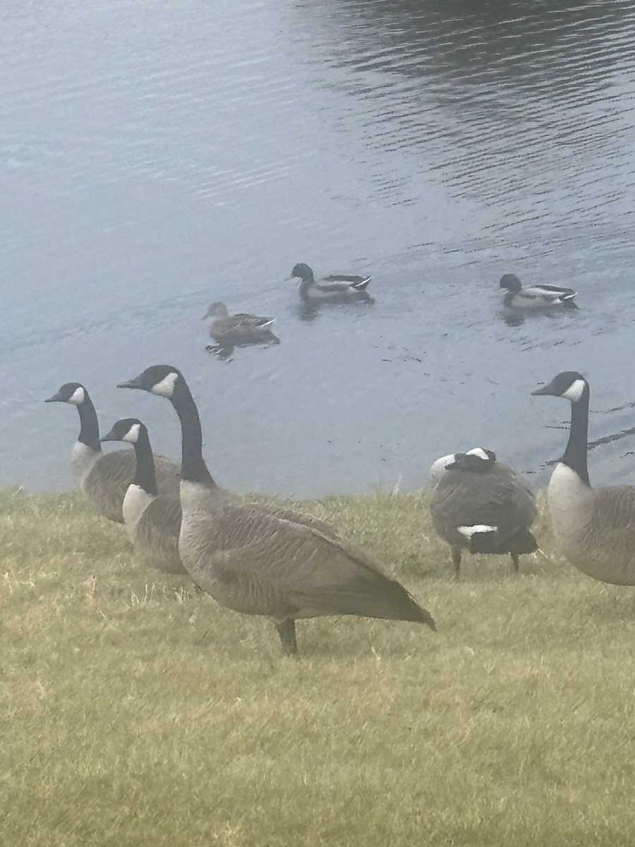 Branta kanadar handia - ML644652140