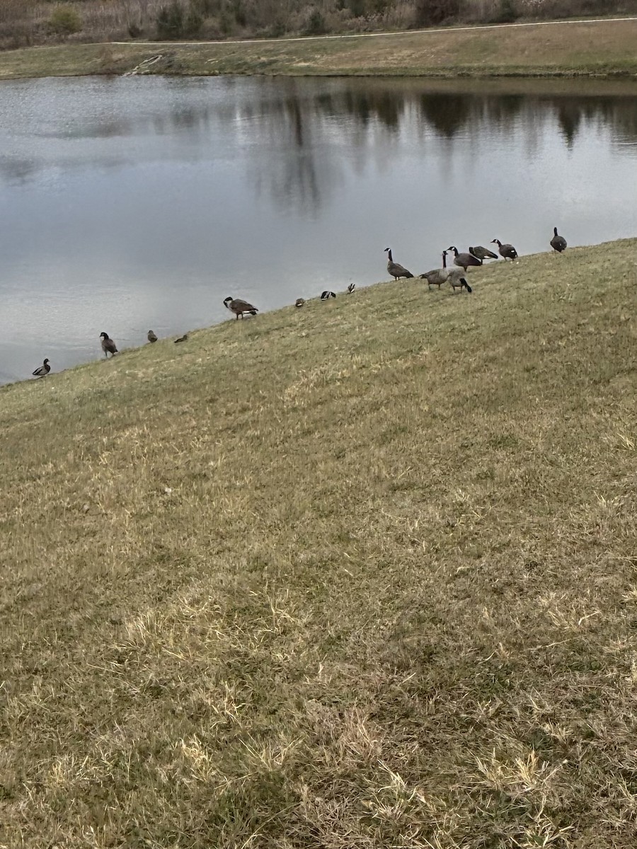 Branta kanadar handia - ML644652141