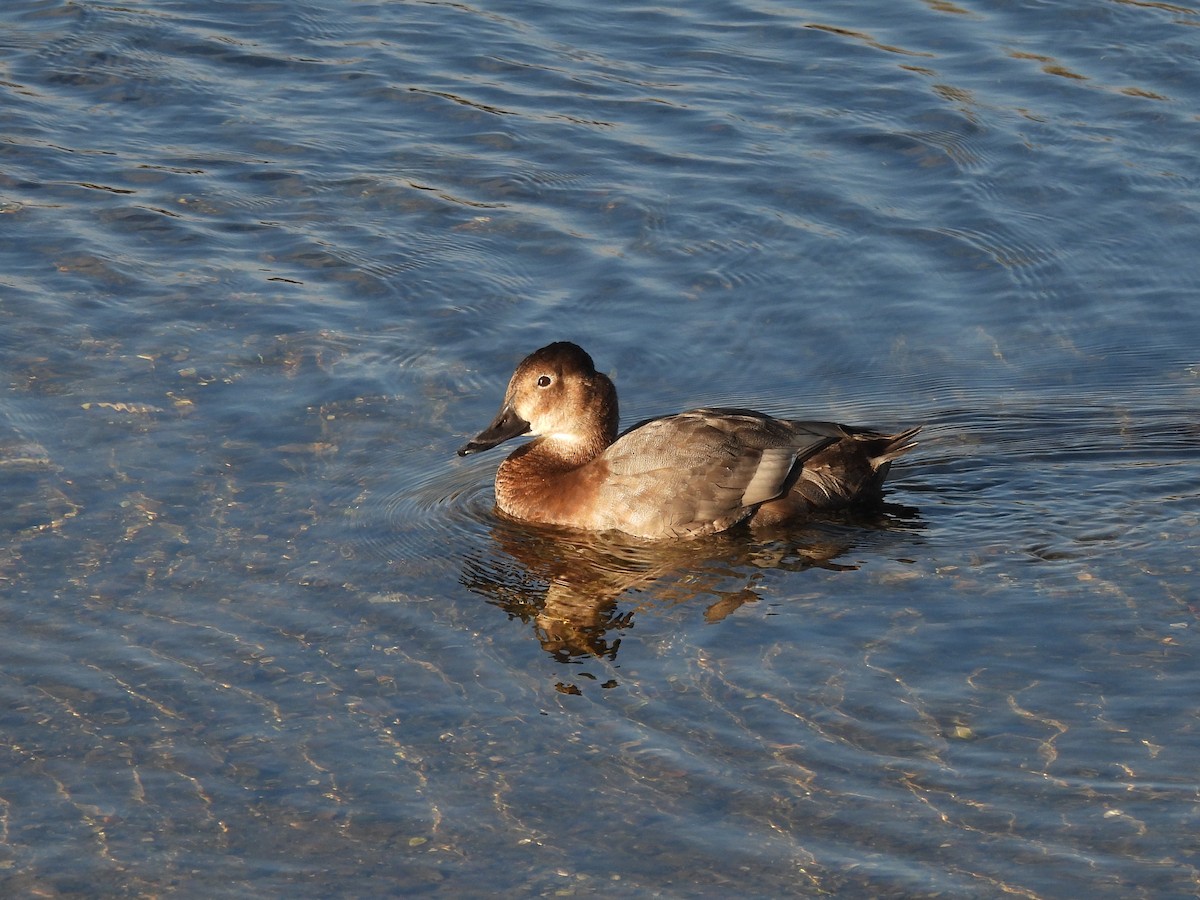 Common Pochard - ML644652142