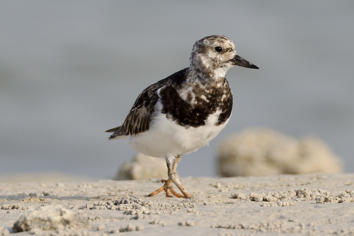 Harri-iraulari arrunta - ML644652147