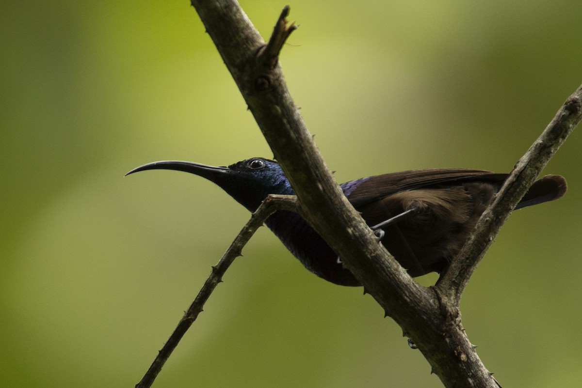 Loten's Sunbird - ML644652148