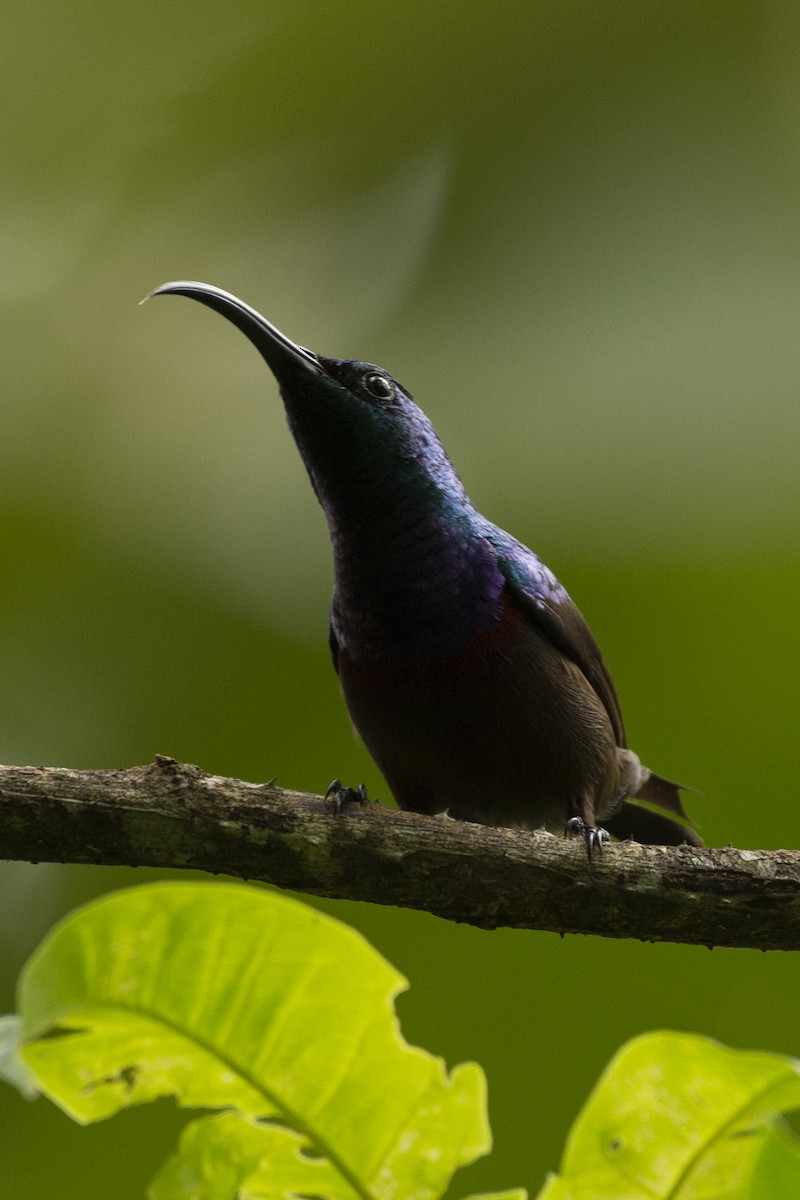 Loten's Sunbird - ML644652149