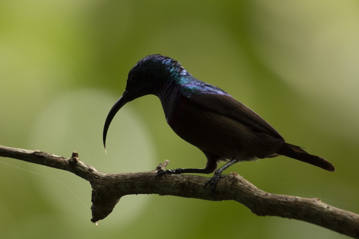 Loten's Sunbird - ML644652150