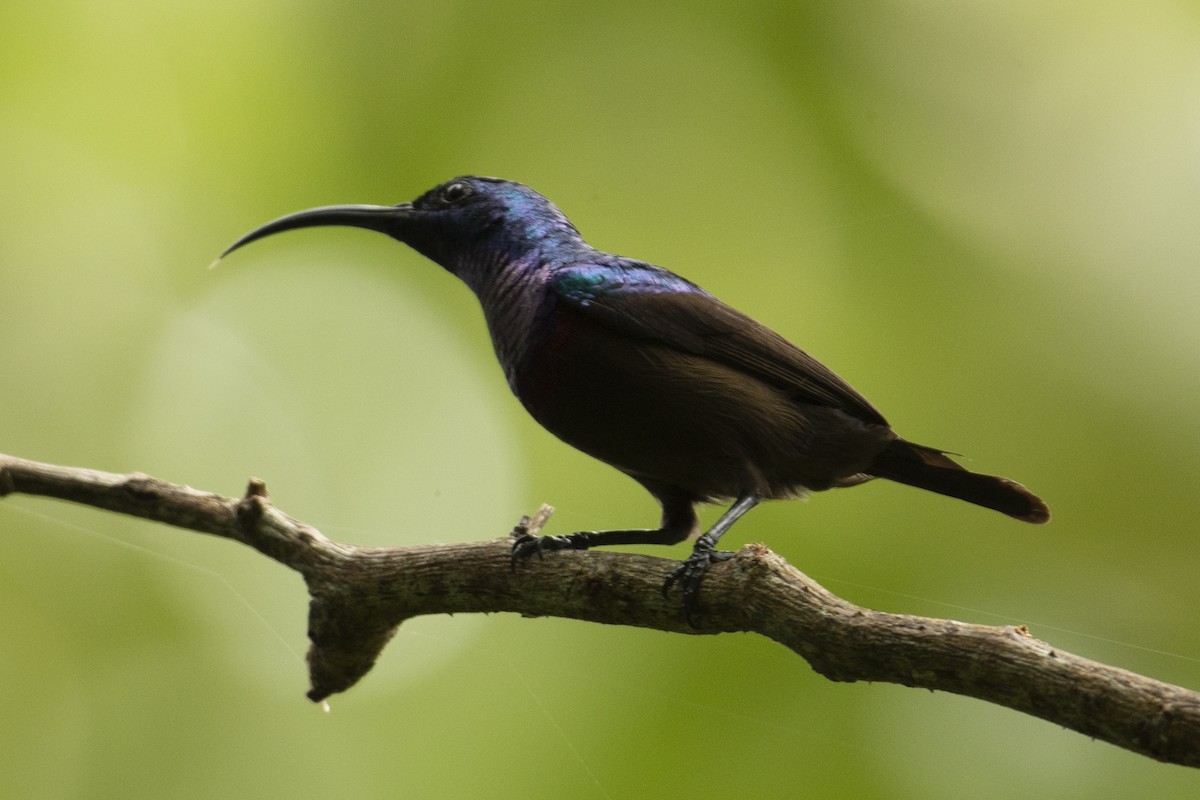 Loten's Sunbird - ML644652151