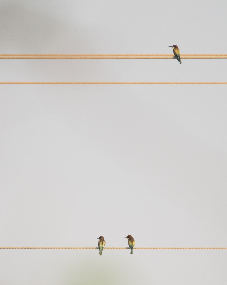 Erle-txori eurasiarra - ML644652153