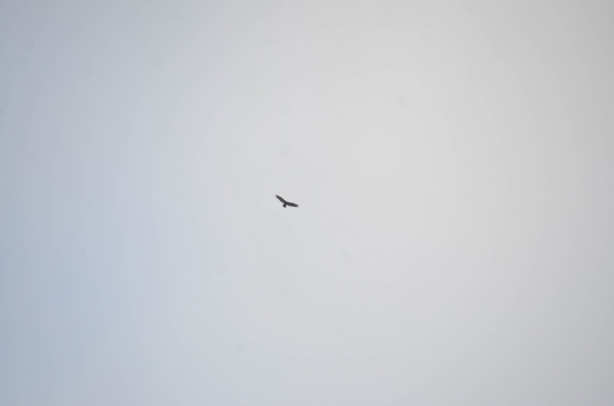 Zopilote indioilarra - ML644652154