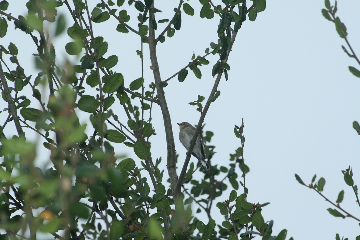 Yellow-rumped Warbler - ML644652156