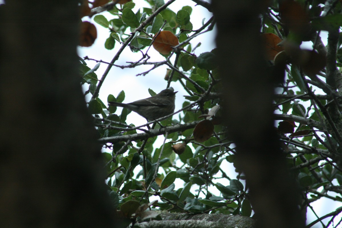 Yellow-rumped Warbler - ML644652157