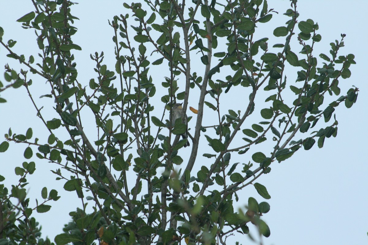 Yellow-rumped Warbler - ML644652158