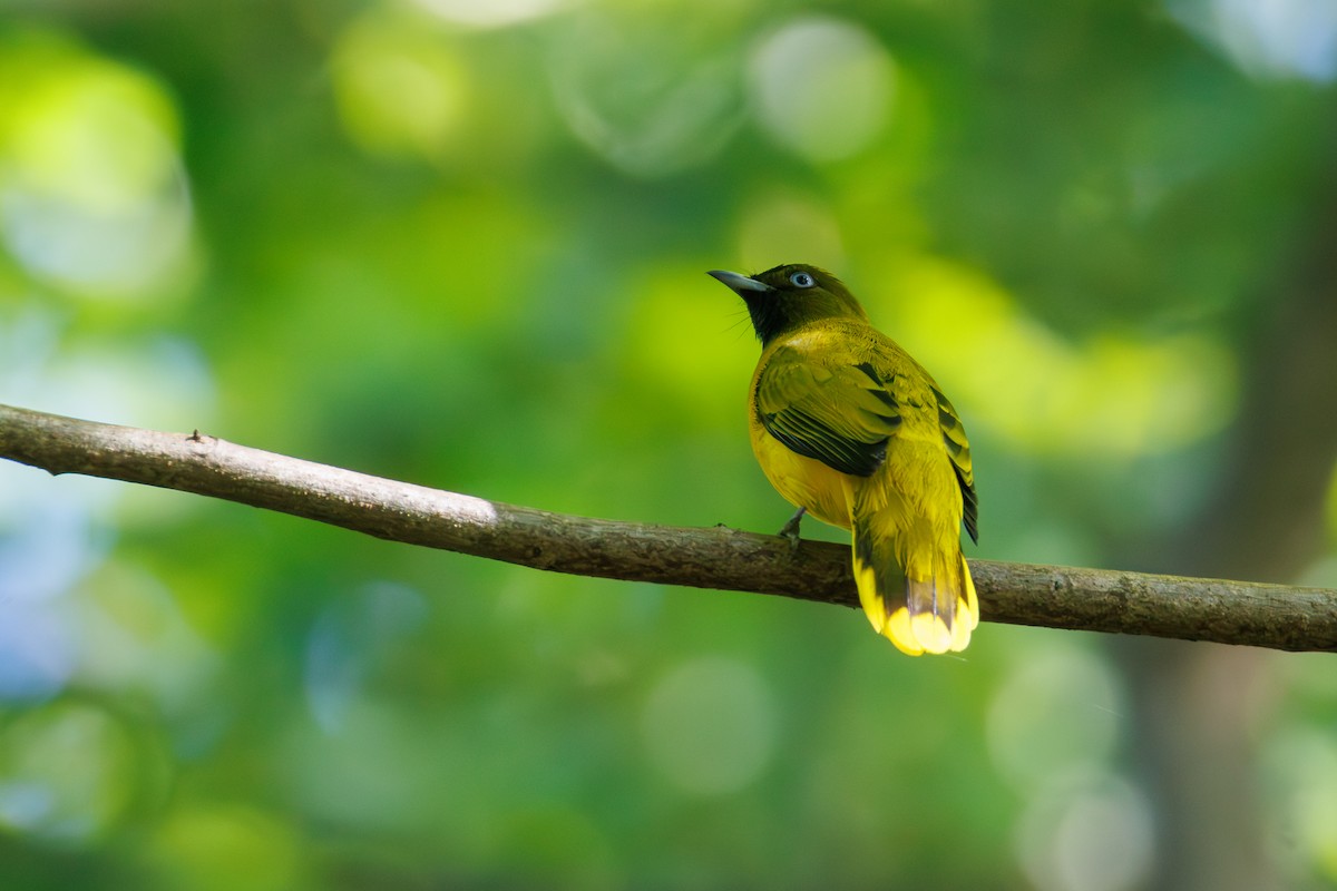 Andaman Bulbul - ML644652159